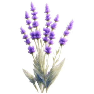 Lavande provençale emblématique